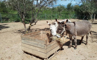 New Donkeys arrive at Arch (Still looking for they forever home).