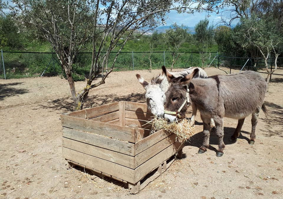 New Donkeys arrive at Arch (Still looking for they forever home).