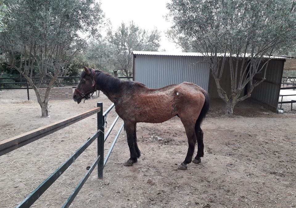 (LUCERO)  (Now in Foster Home)What a day at the ARCH Horse Rescue Centre brings. 23rd April 2019.Alerted by SEPRONA in Almería