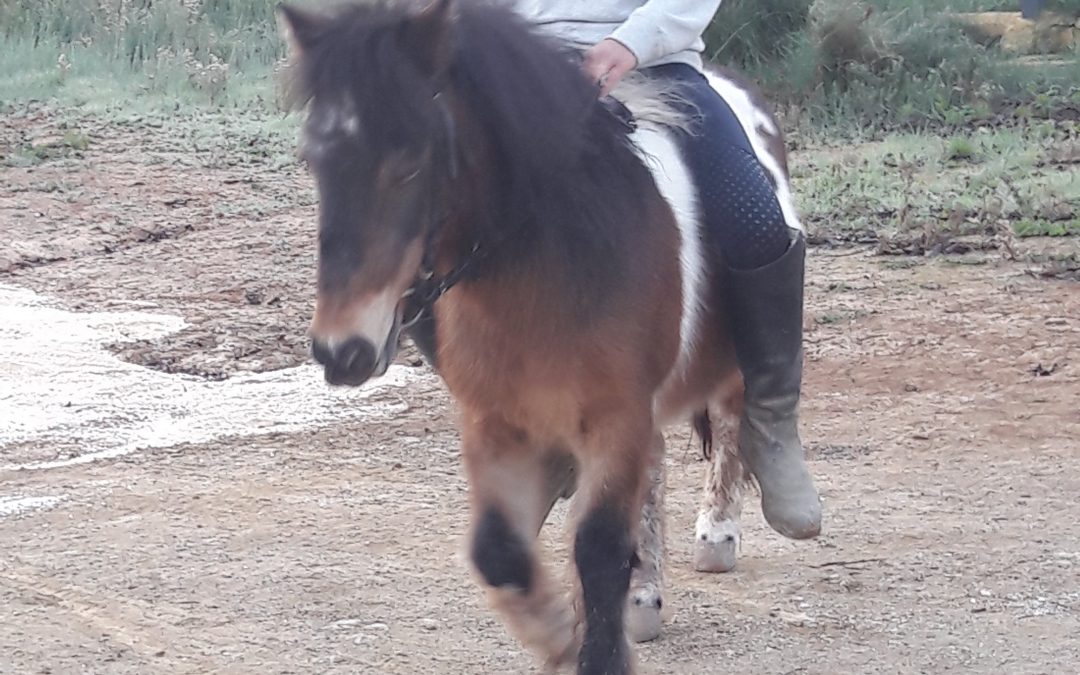 Arch helped El Refugio del Burrito rescue 3 ponies from Villanueva de Algaidas Malaga.