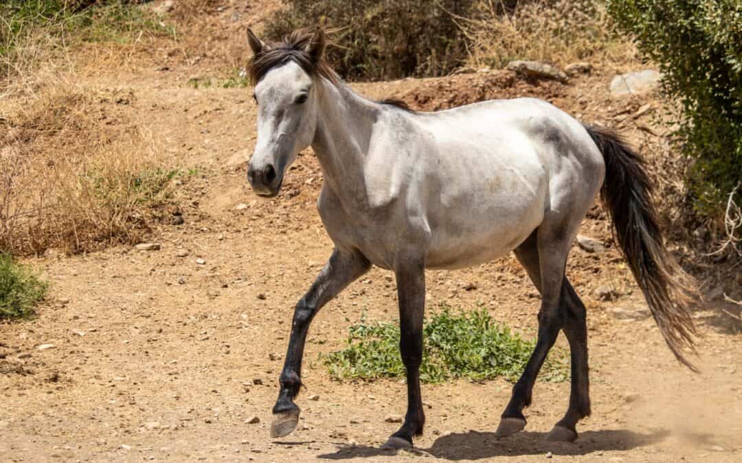 Torda (currently in temporary foster/está en acogida temporal)
