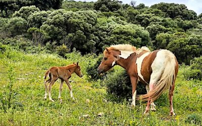 ARCH Newsletter June 2025