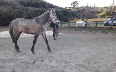 ALEGRIA – (ADOPTED)