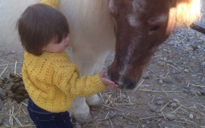 PEANUT –  An amazing little pony.(Fostered).