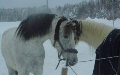 Askara – Bailadora – Adopted