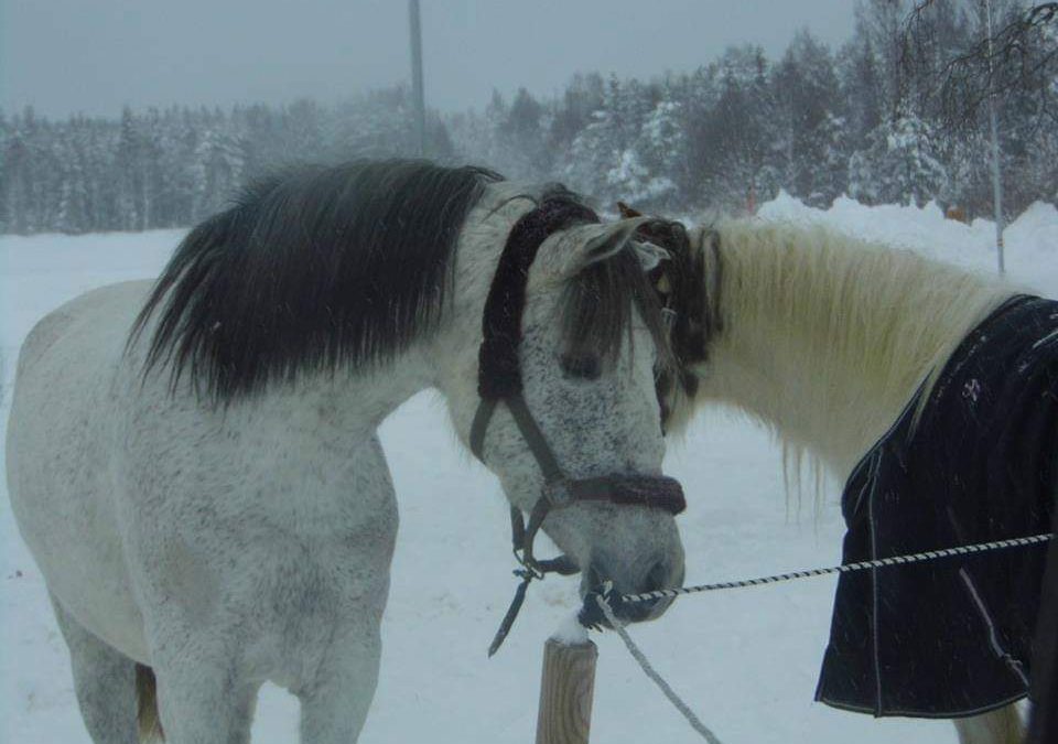 Askara – Bailadora – Adopted