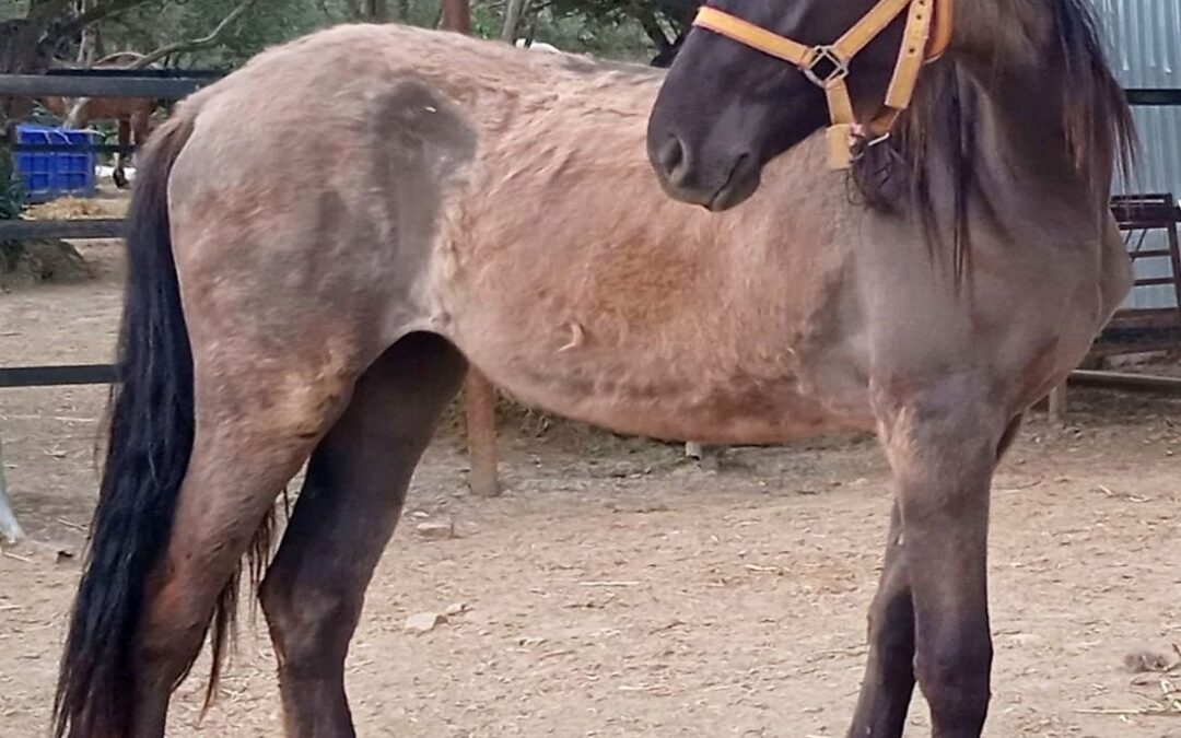 Valentina (rehomed/adoptada)