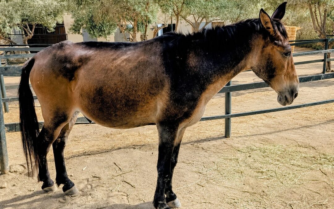 Borrego