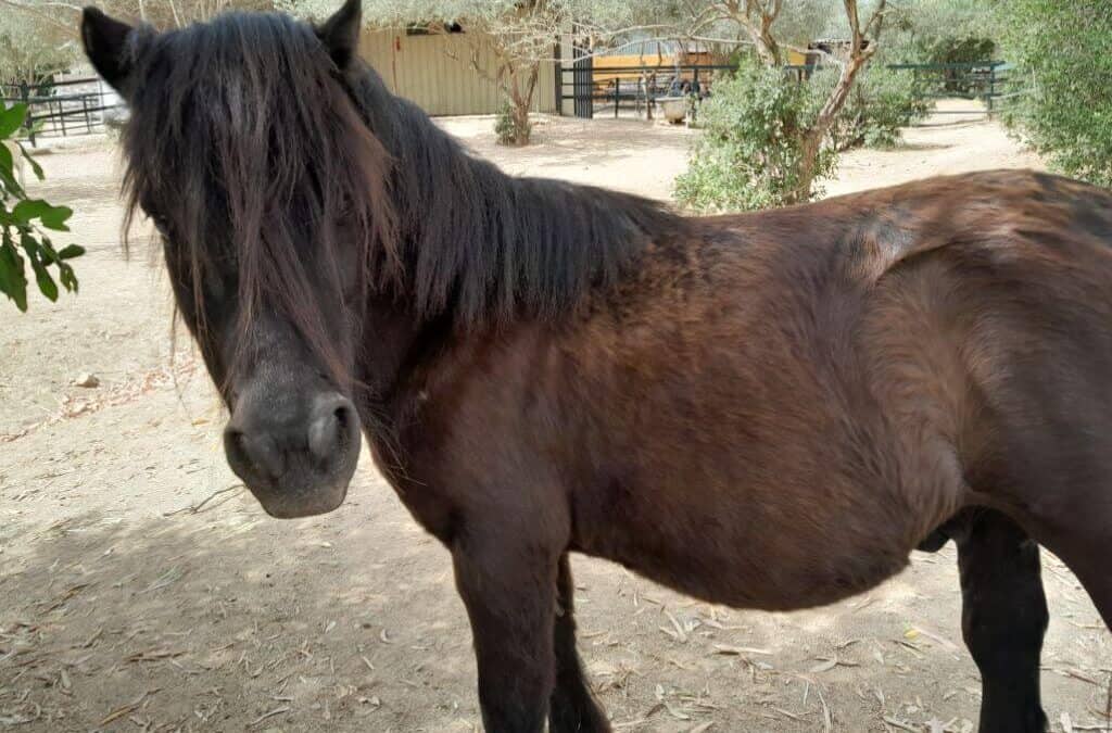 Curro