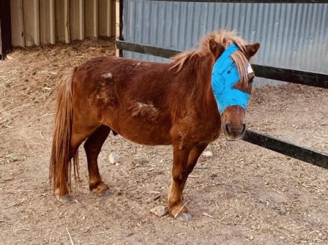 YOU WIN SOME, YOU LOSE SOME | Horse Rescue Spain