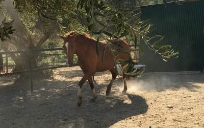 Estrella’s story – (Adopted).