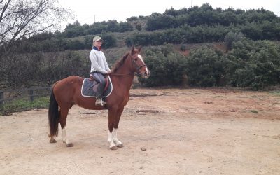 ESTRELLA – (Available for Adoption).