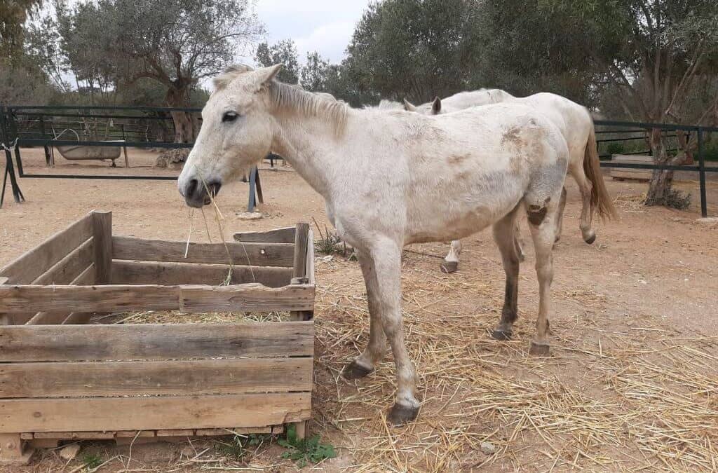 Estrella