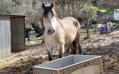 ARCH Newsletter January 2026