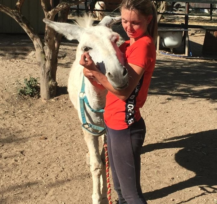 Do you like donkeys? We have several at the Centre looking for adoption. This is Eeyore enjoying a morning cuddle with Hannah.❤