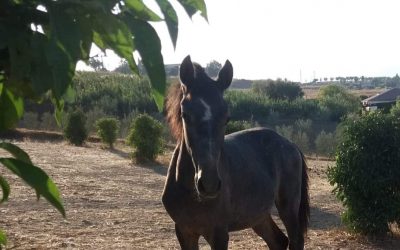 Hermoso – Adopted