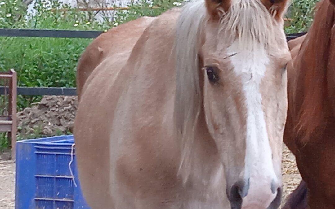 Hindia (rehomed/adoptada)