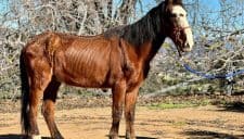 Luis - Rehomed / adoptado