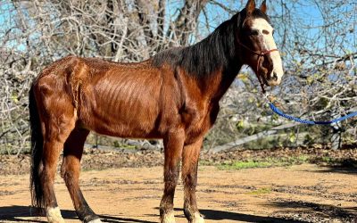 Luis - Rehomed / adoptado