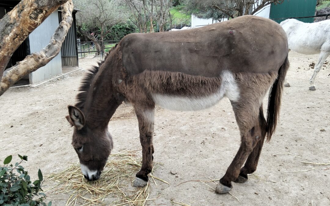 Ramona (reserved/reservada)