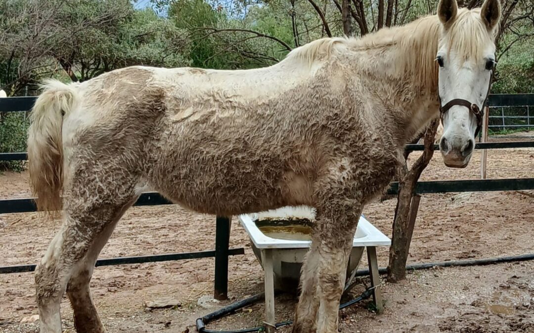 Lebrijana (currently in temporary foster/está en acogida temporal)