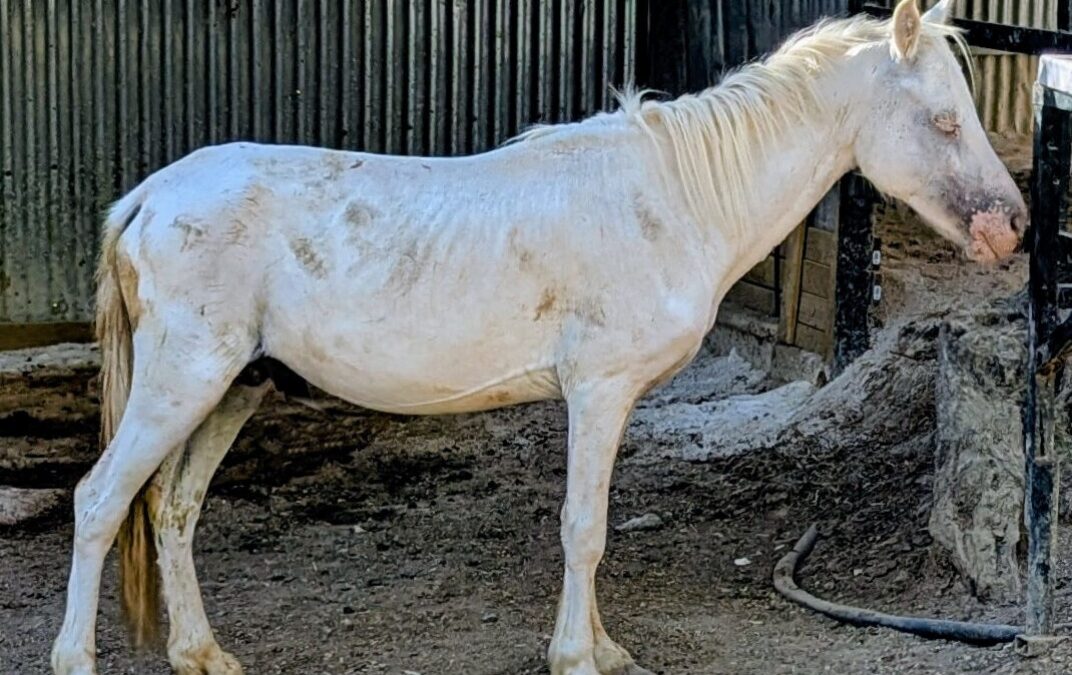 Pinocchio (currently in temporary foster/está en acogida temporal)