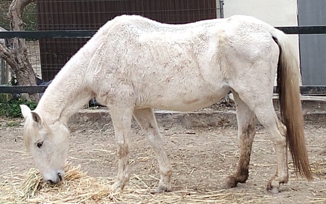 Gitana