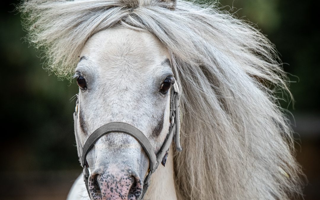 WANTED: A SPECIAL HOME FOR A SPECIAL PONY