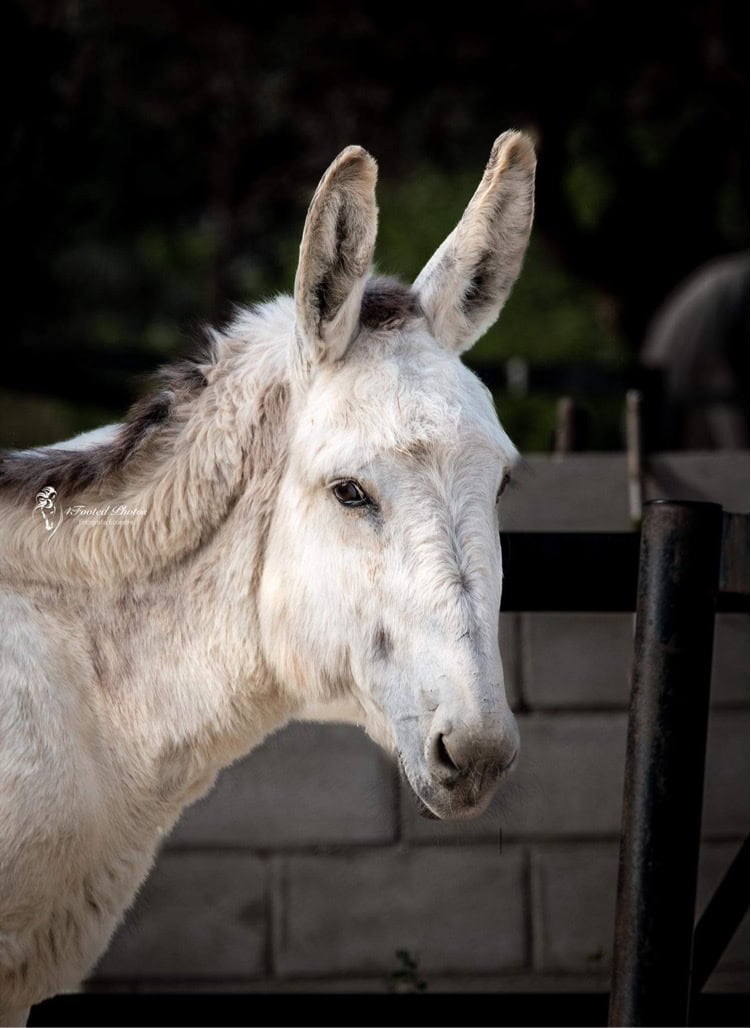 Horse Rescue Spain | Andalucian Rescue Centre for Horses