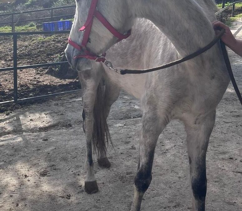 Ida (rehomed/ya adoptada)