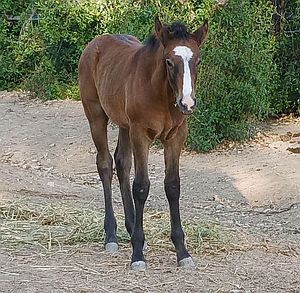 Lucero (reserved/reservado)