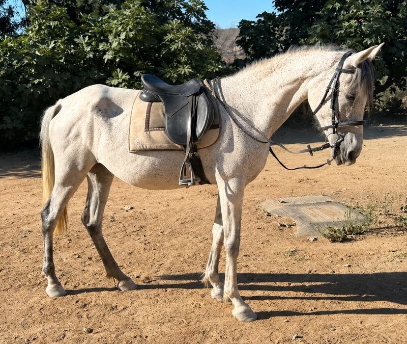 Pastora (rehomed/adoptada)