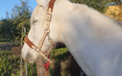 ‘Soli’  (Adopted).