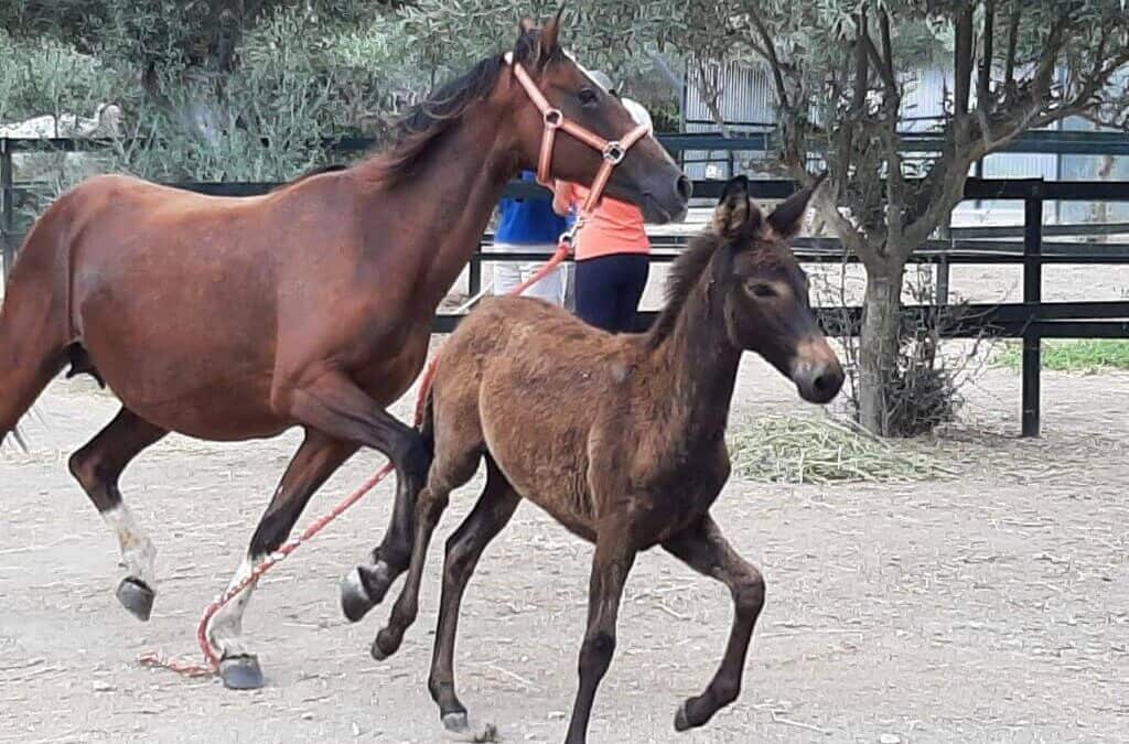 Wild horses San Roq