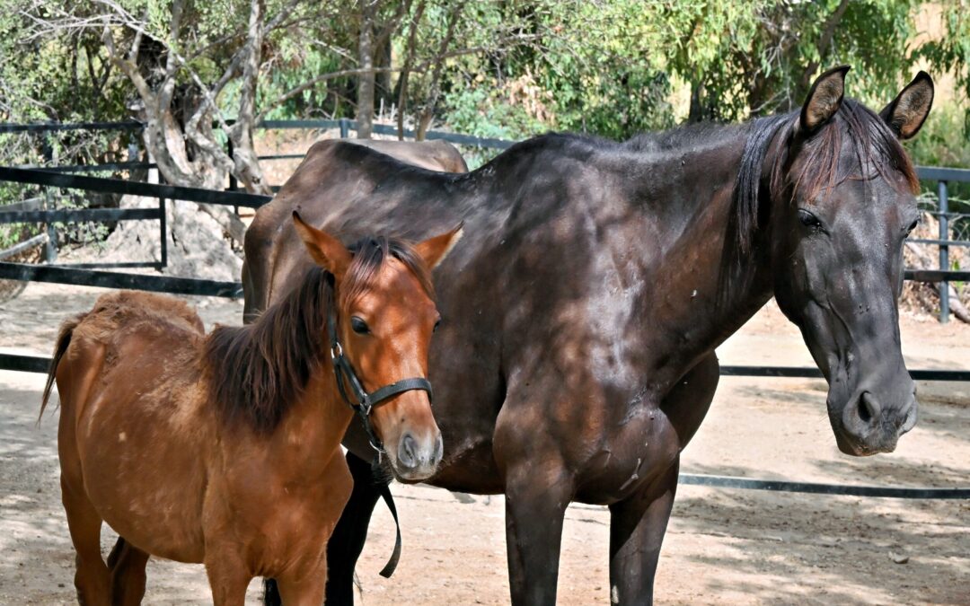 ARCH Newsletter October 2025