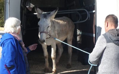 DONKEY DUO – TV STARS!