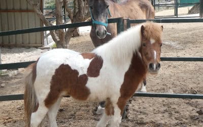 ABUSE THOUGH IGNORANCE