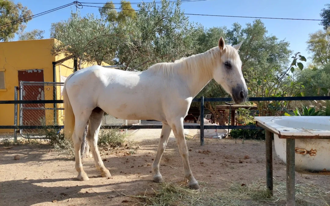 Guapa