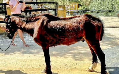 FIGHTING FOR JUSTICE