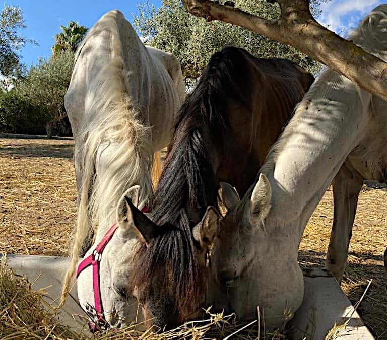 SAVED FROM STARVATION – UPDATE