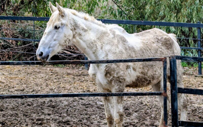 UNLOVED, UNCARED FOR AND UNWANTED