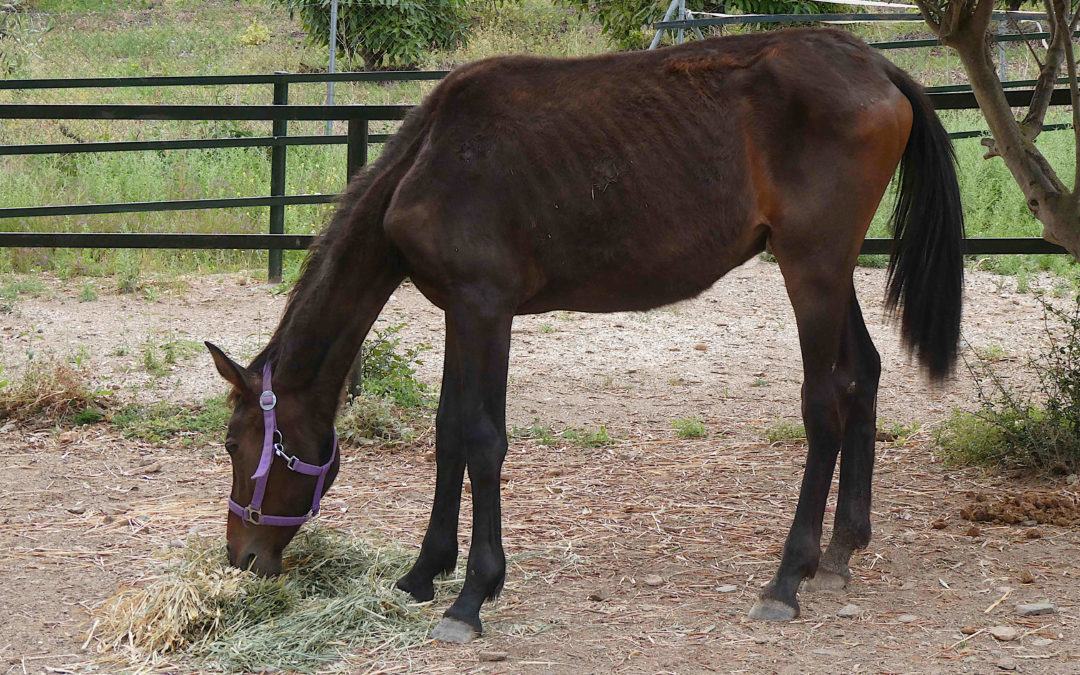 A new life for Libby