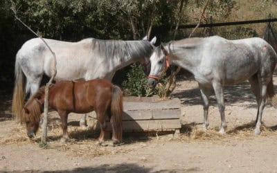 Cavalry to the rescue!