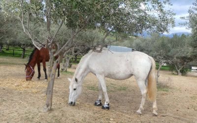 PALMERA HAS A PROBLEM