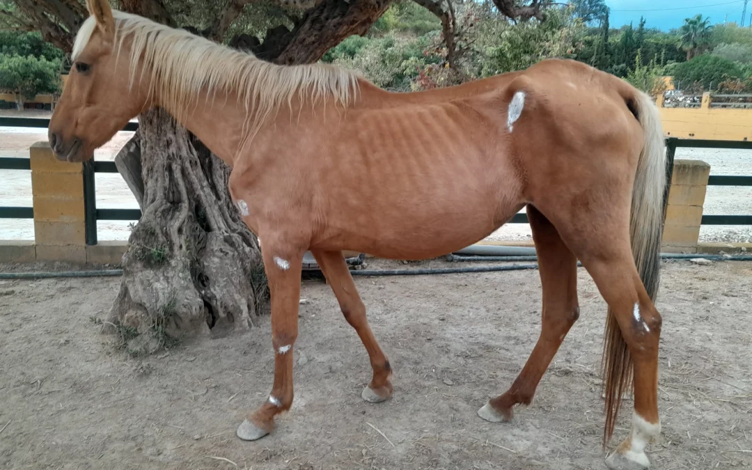 Perla