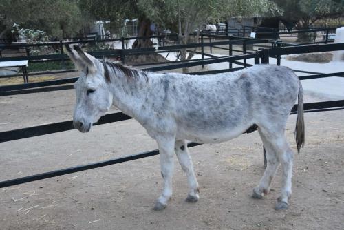 Platero - Reserved / reservado