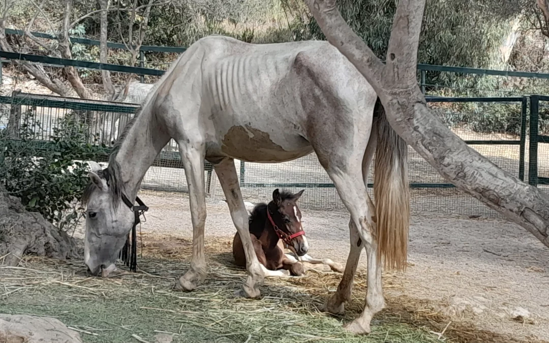 Nevada & Raya