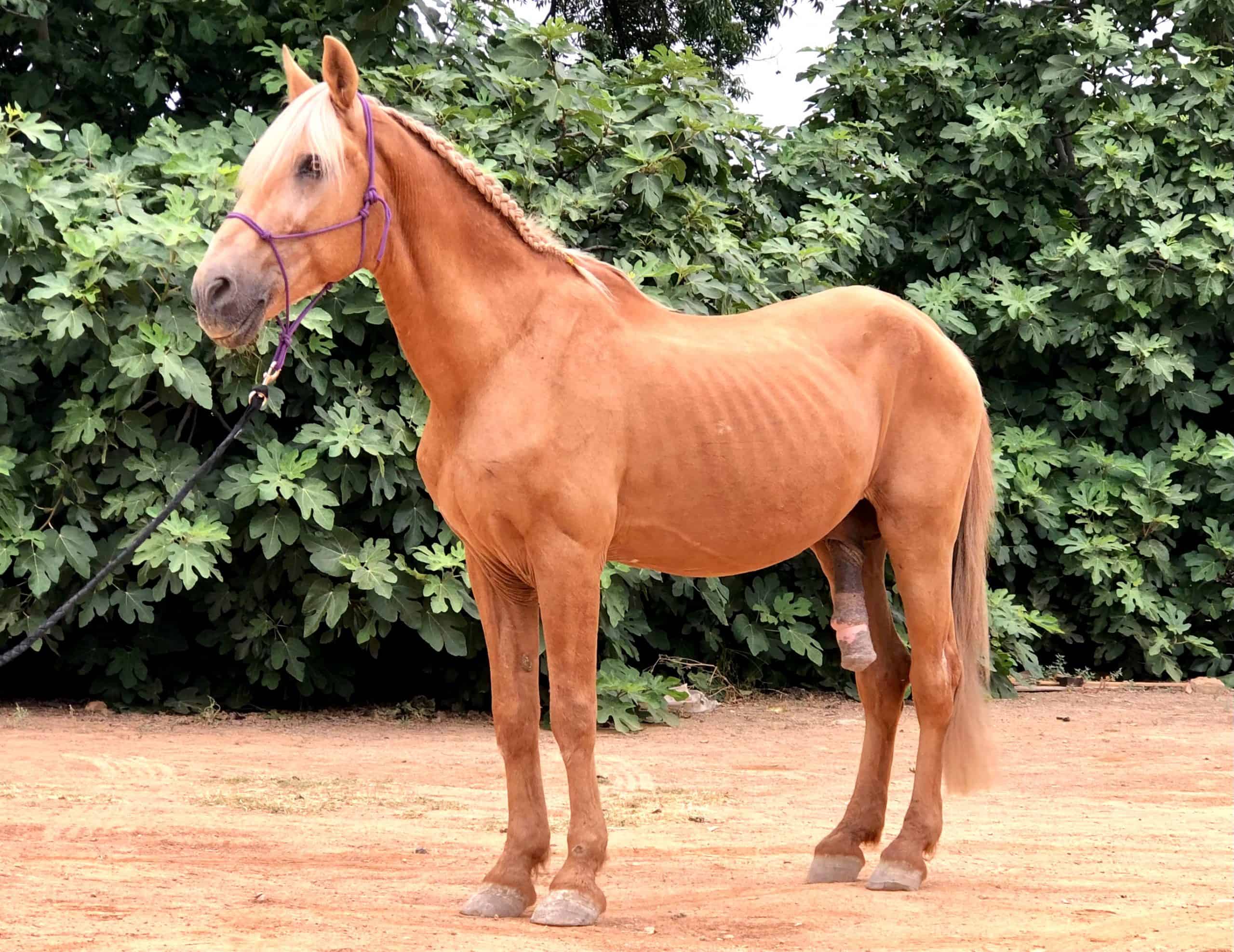 Senador