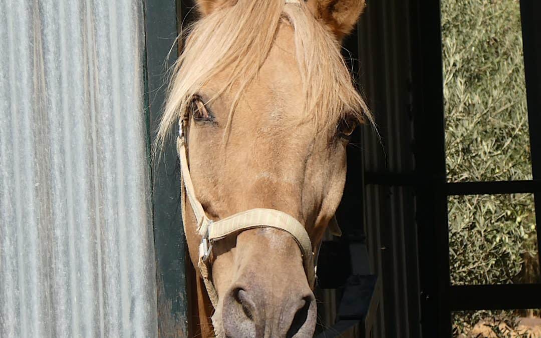 TORERO SAYS THANK YOU!