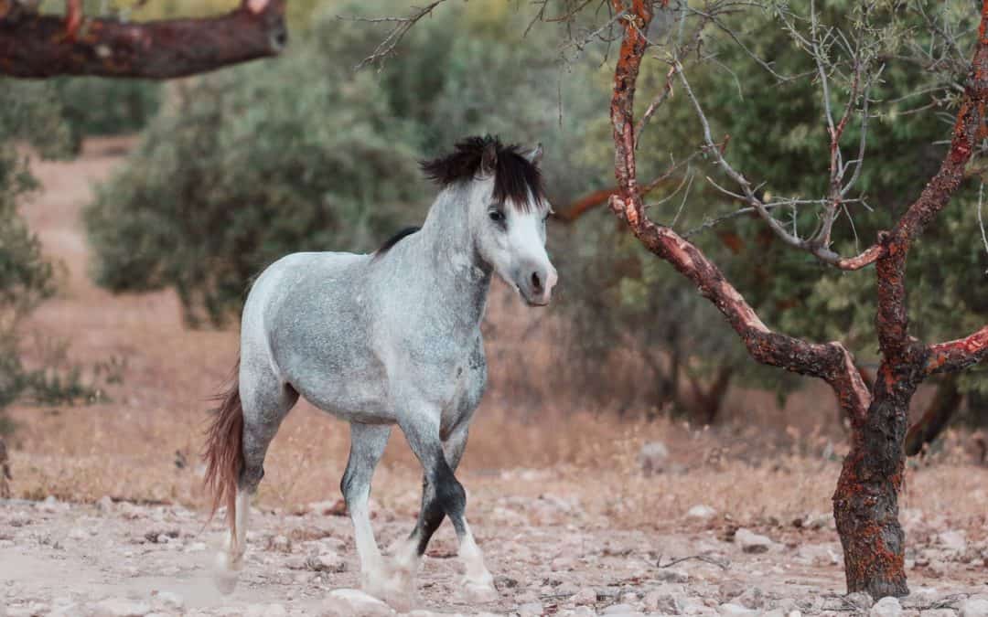 R.I.P. VALIENTE